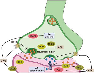Role of integrating cannabinoids and the endocannabinoid system in neonatal hypoxic-ischaemic encephalopathy